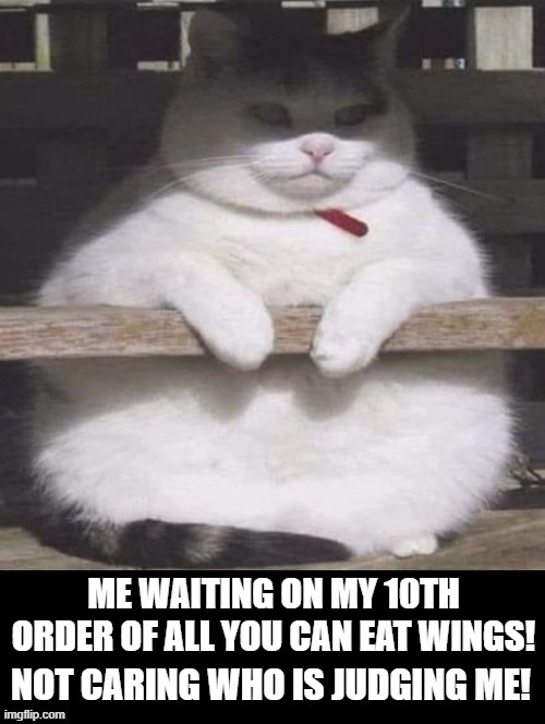 Don't Judge me, All You can eat is all you can eat!! | image tagged in cat | made w/ Imgflip meme maker