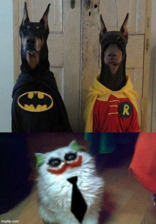 image tagged in dogs | made w/ Imgflip meme maker