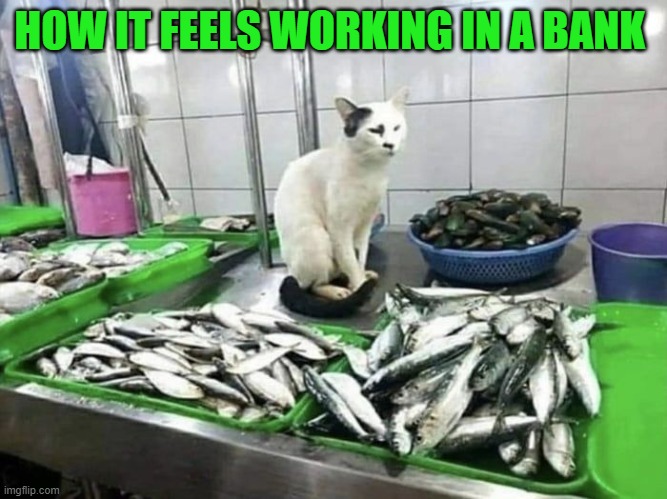 HOW IT FEELS WORKING IN A BANK | image tagged in cats | made w/ Imgflip meme maker