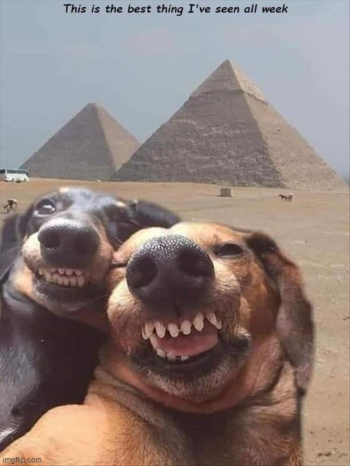 dogs taking selfie | image tagged in dogs | made w/ Imgflip meme maker