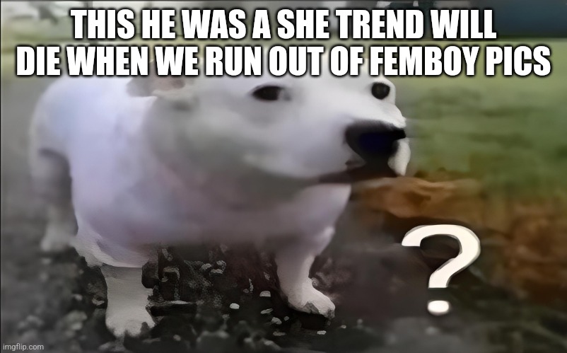Huh Dog | THIS HE WAS A SHE TREND WILL DIE WHEN WE RUN OUT OF FEMBOY PICS | image tagged in huh dog | made w/ Imgflip meme maker