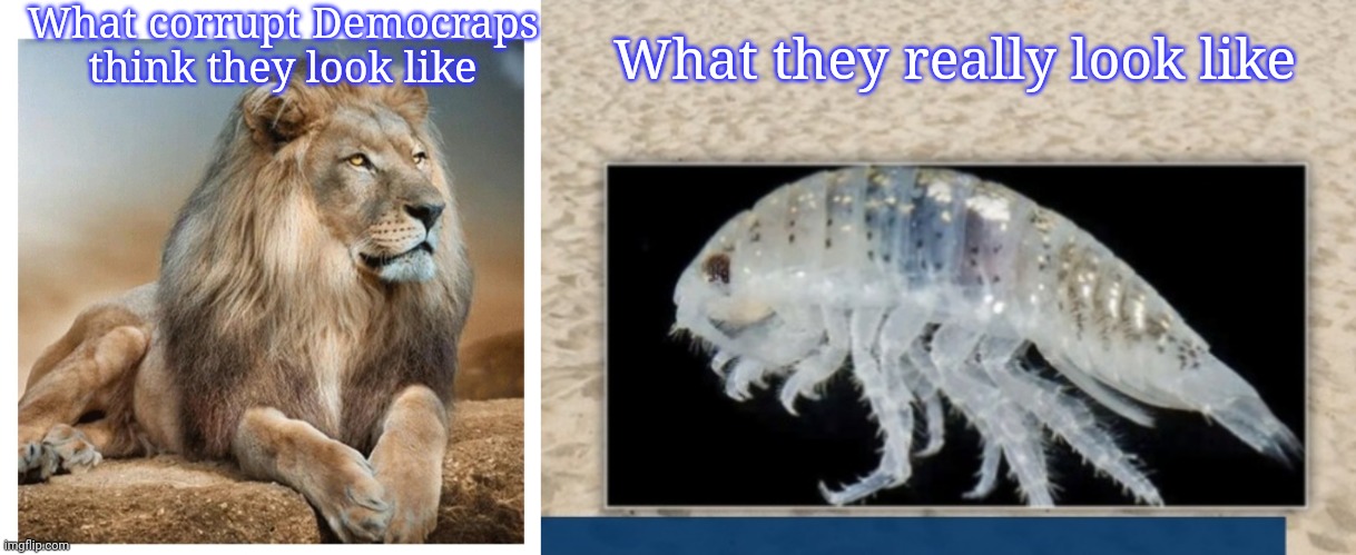 ...Just Bugs to be Crushed |  What corrupt Democraps think they look like; What they really look like | image tagged in fire,all,crying democrats,president trump,rules | made w/ Imgflip meme maker