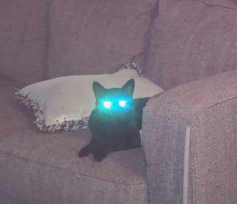 Cat eyes Blank Meme Template