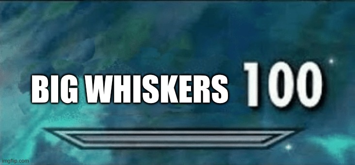 Skyrim skill meme | BIG WHISKERS | image tagged in skyrim skill meme | made w/ Imgflip meme maker