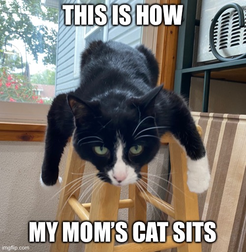 THIS IS HOW; MY MOM’S CAT SITS | image tagged in true story | made w/ Imgflip meme maker