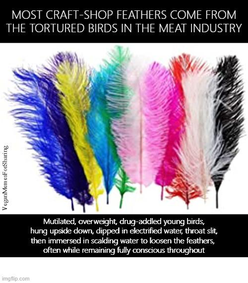 Vegan Feathers 
