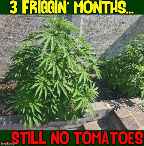 Surprised to see the neighbors so interested in horticulture |  3 FRIGGIN' MONTHS... ....STILL NO TOMATOES | image tagged in vince vance,growing,tomatoes,weed,pot,memes | made w/ Imgflip meme maker