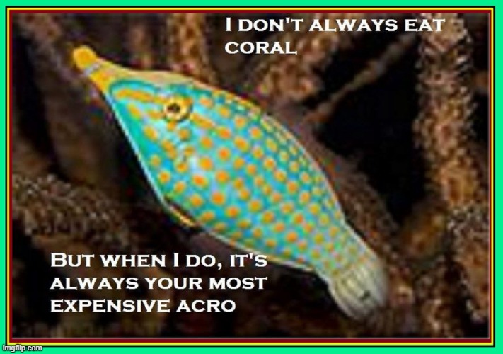 “Fish are friends, not food.” ― Finding Nemo | image tagged in vince vance,aquarium,coral,memes,tropical,fish | made w/ Imgflip meme maker