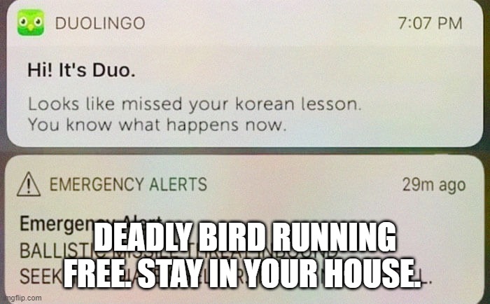 DuoLingo | DEADLY BIRD RUNNING FREE. STAY IN YOUR HOUSE. | image tagged in duolingo | made w/ Imgflip meme maker