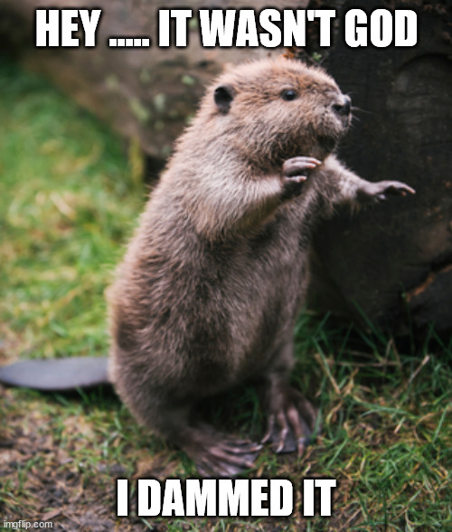 Beaver | HEY ..... IT WASN'T GOD; I DAMMED IT | image tagged in beaver,oh god why,curse,beavers,cute animals | made w/ Imgflip meme maker