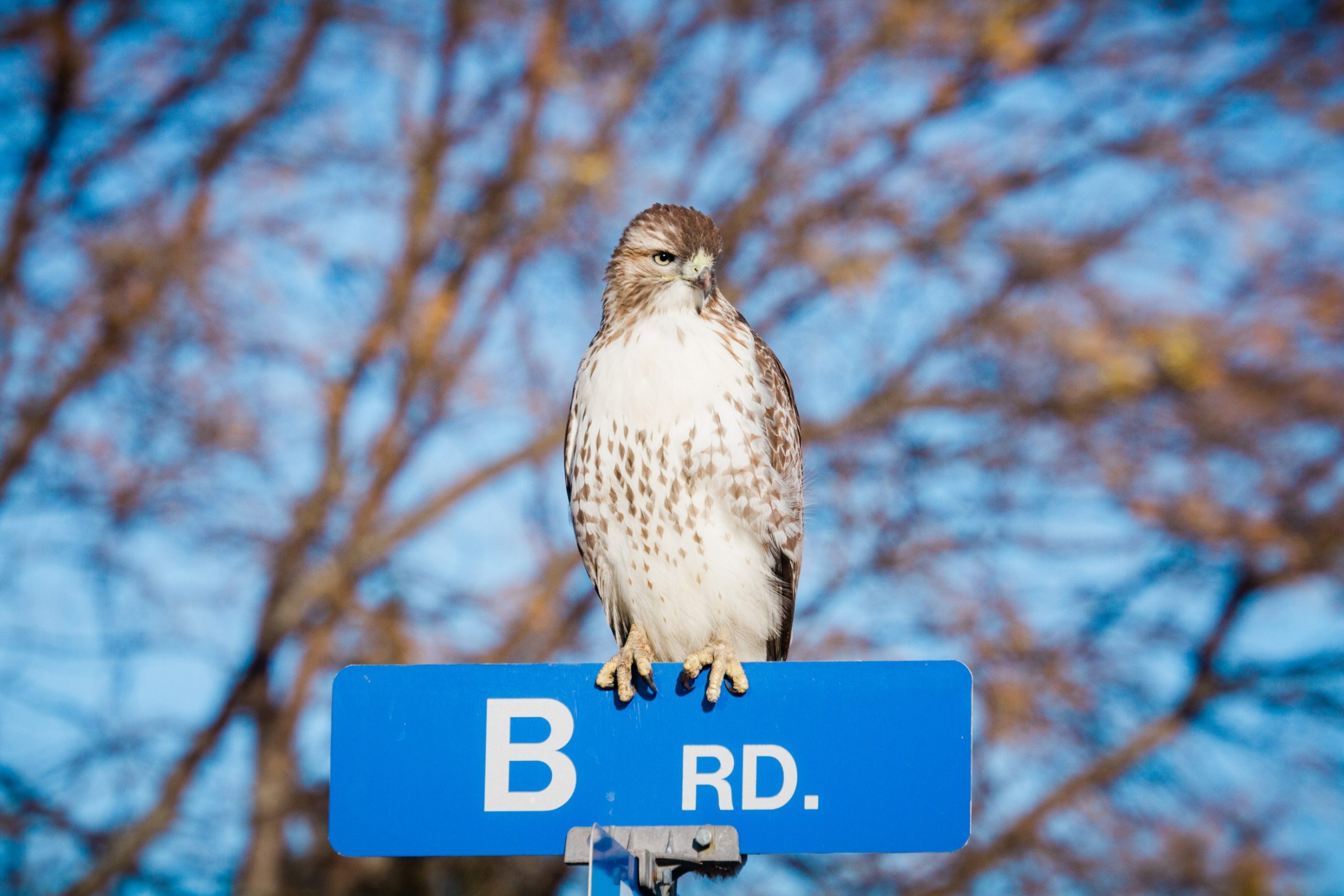 Bird on "B Rd." Sign Blank Meme Template