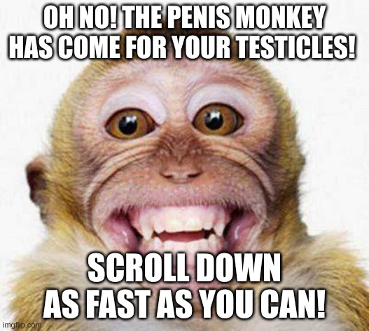 Monkey Smile | OH NO! THE PENIS MONKEY HAS COME FOR YOUR TESTICLES! SCROLL DOWN AS FAST AS YOU CAN! | image tagged in monkey smile | made w/ Imgflip meme maker