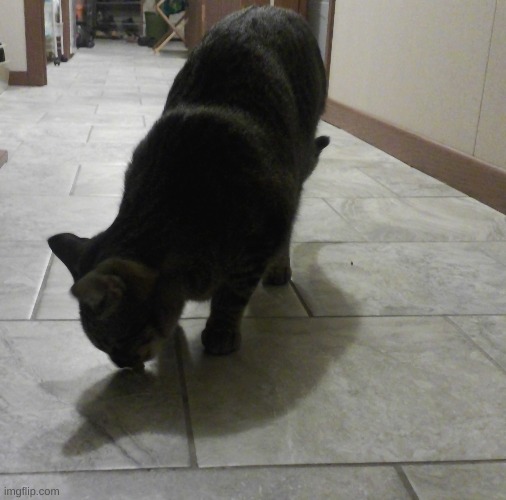 me aunt's cat | made w/ Imgflip meme maker