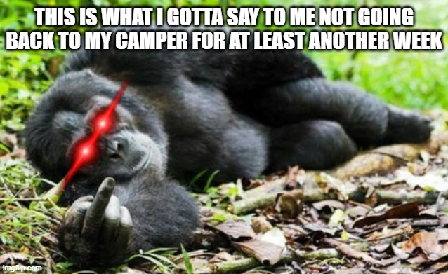 Sorry but i had to fire back yet again cuz i'm getting ready to go ape shit | THIS IS WHAT I GOTTA SAY TO ME NOT GOING BACK TO MY CAMPER FOR AT LEAST ANOTHER WEEK | image tagged in savage memes,fire back,gorilla,ape shit,camper,memes | made w/ Imgflip meme maker