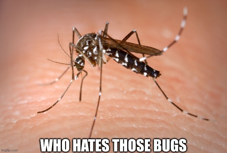 I do | WHO HATES THOSE BUGS | image tagged in mosquito | made w/ Imgflip meme maker