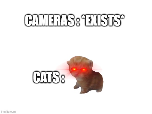 never underestimate the power of cats |  CAMERAS : *EXISTS*; CATS : | image tagged in memes,funny,lol,gifs | made w/ Imgflip meme maker