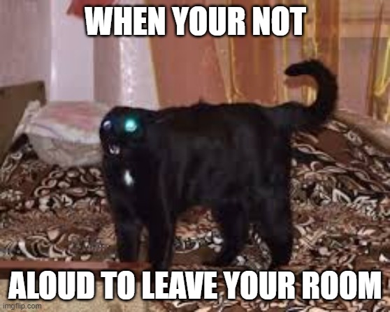 mothers consequenses | WHEN YOUR NOT; ALOUD TO LEAVE YOUR ROOM | image tagged in cat,grounded | made w/ Imgflip meme maker