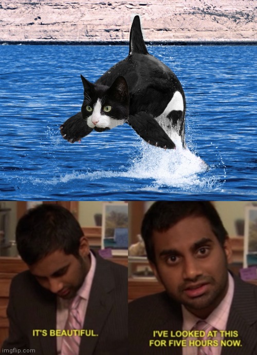 Cat photoshop | image tagged in i've looked at this for 5 hours now,memes,cats,cat,photoshop,whale | made w/ Imgflip meme maker