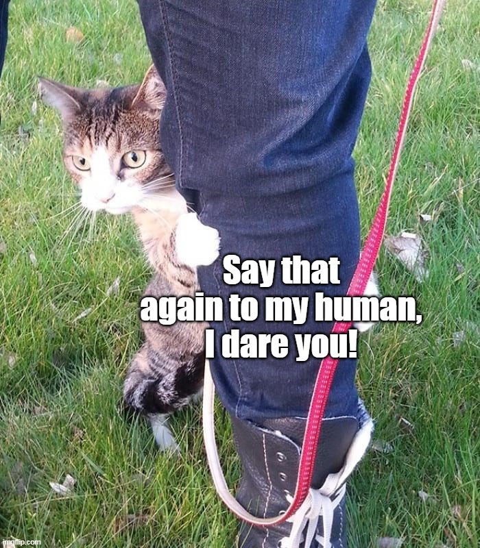  Say that again to my human,
I dare you! | image tagged in meme,memes,humor,cat,cats | made w/ Imgflip meme maker