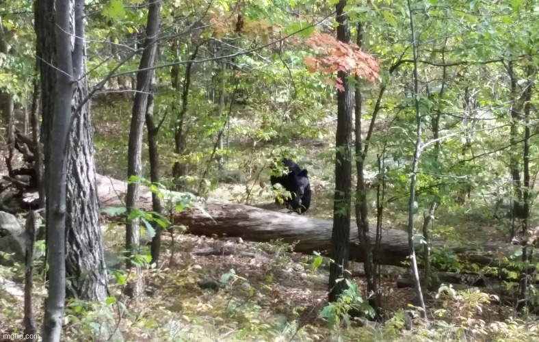 Images with Disturbing Backstories #16| A bear? | image tagged in this picture was taken,by a man who was hiking with some friends,he died 15 minuets later,to the same bear | made w/ Imgflip meme maker