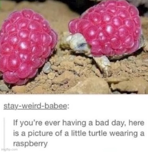 Awwww (daily wholesome) | image tagged in aww,turtle,cute,repost | made w/ Imgflip meme maker
