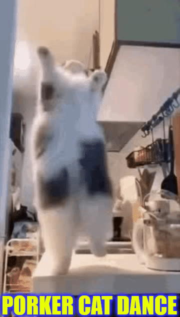 Dancing Cat Meme GIFs