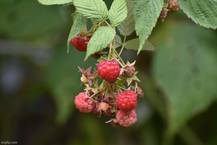my raspberries are making a fall crop ? Imgflip