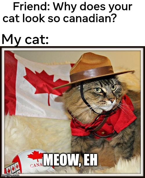 Eh? | Friend: Why does your cat look so canadian? My cat:; MEOW, EH | image tagged in canada cat | made w/ Imgflip meme maker