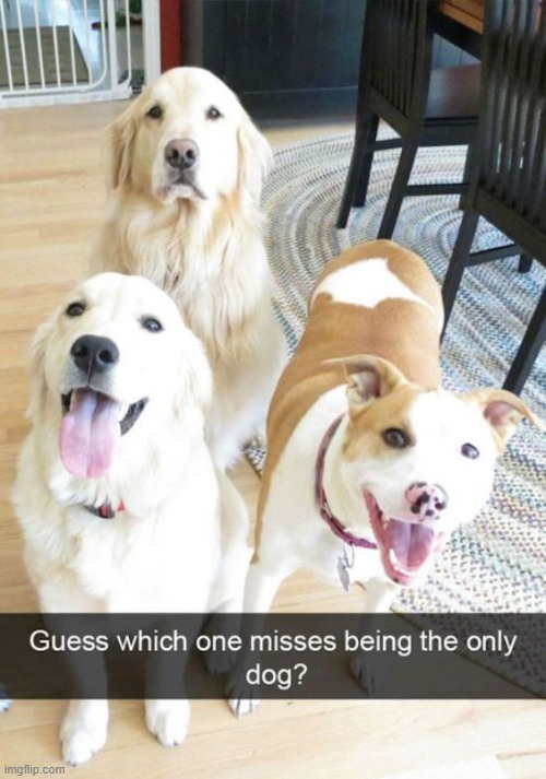 image tagged in dogs | made w/ Imgflip meme maker