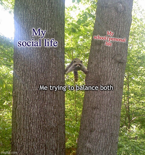 Raccoon between trees fixed textboxes | My social life My school/personal life Me trying to balance both | image tagged in raccoon between trees fixed textboxes | made w/ Imgflip meme maker