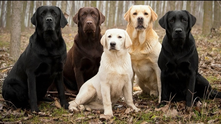 High Quality Labrador Day Blank Meme Template