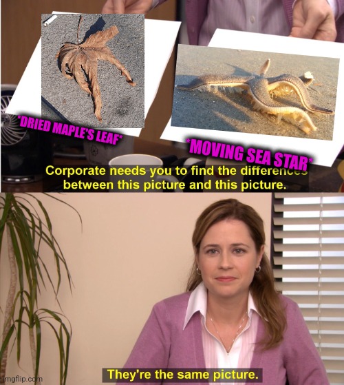-Awesome content. | *DRIED MAPLE'S LEAF*; *MOVING SEA STAR* | image tagged in memes,they're the same picture,stock photos,toronto maple leafs,sea life,patrick star | made w/ Imgflip meme maker