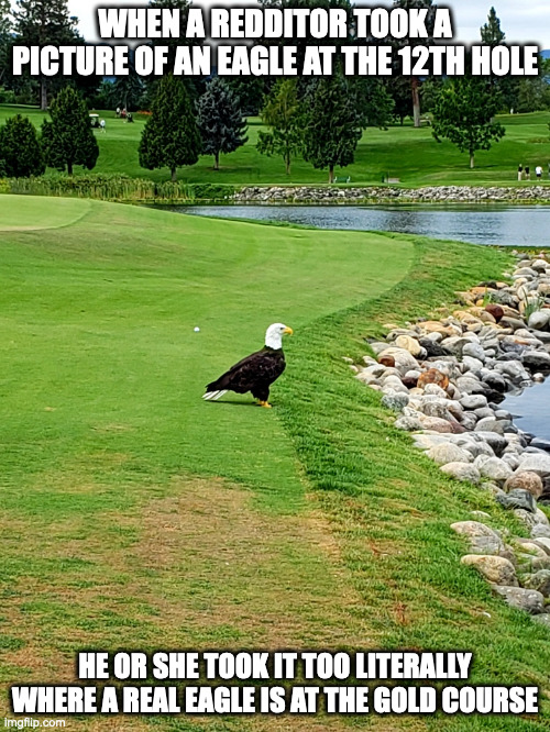 Eagle at the Golf Course | WHEN A REDDITOR TOOK A PICTURE OF AN EAGLE AT THE 12TH HOLE; HE OR SHE TOOK IT TOO LITERALLY WHERE A REAL EAGLE IS AT THE GOLD COURSE | image tagged in gold,eagle,memes | made w/ Imgflip meme maker