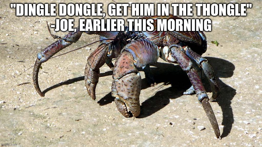 Coconut Crab | "DINGLE DONGLE, GET HIM IN THE THONGLE"
-JOE, EARLIER THIS MORNING | image tagged in coconut crab | made w/ Imgflip meme maker