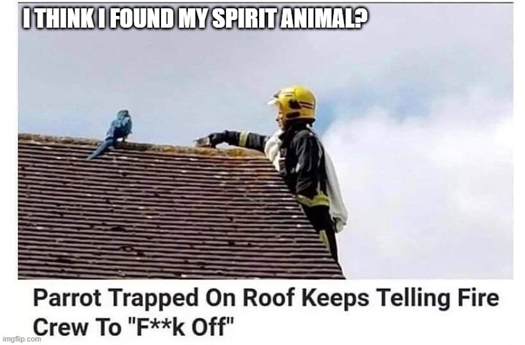Spirit Animal | I THINK I FOUND MY SPIRIT ANIMAL? | image tagged in humor | made w/ Imgflip meme maker