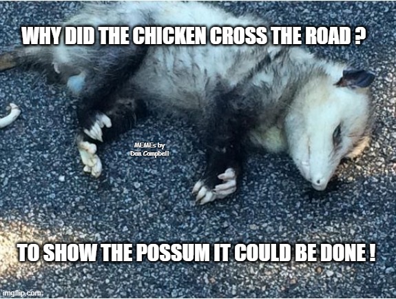 Possum | WHY DID THE CHICKEN CROSS THE ROAD ? MEMEs by Dan Campbell; TO SHOW THE POSSUM IT COULD BE DONE ! | image tagged in possum | made w/ Imgflip meme maker