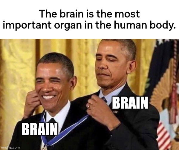 Brain |  The brain is the most important organ in the human body. BRAIN; BRAIN | image tagged in obama medal | made w/ Imgflip meme maker