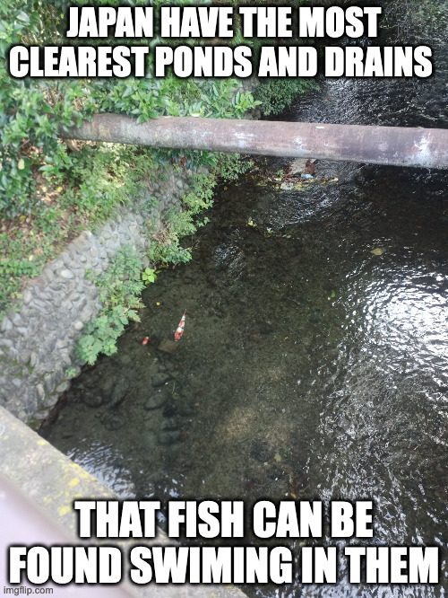 Fish in Natural Pond | JAPAN HAVE THE MOST CLEAREST PONDS AND DRAINS; THAT FISH CAN BE FOUND SWIMING IN THEM | image tagged in pond,memes,fish | made w/ Imgflip meme maker
