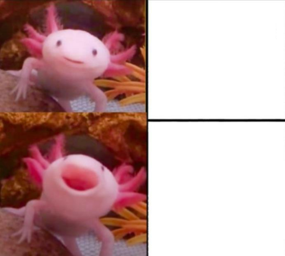 High Quality axolotl POG Blank Meme Template