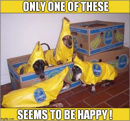 How To Humiliate Your Dogs | ONLY ONE OF THESE; SEEMS TO BE HAPPY ! | image tagged in dogs,costumes,bananas,humiliation | made w/ Imgflip meme maker