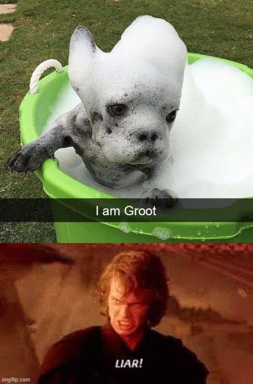 image tagged in anakin liar,dogs | made w/ Imgflip meme maker