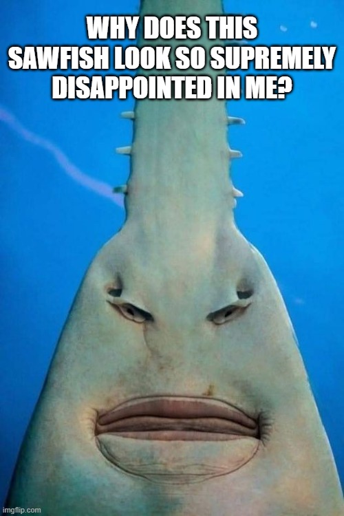  WHY DOES THIS SAWFISH LOOK SO SUPREMELY DISAPPOINTED IN ME? | image tagged in sawfish,disappointment,fish | made w/ Imgflip meme maker