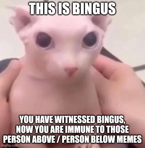 Bingus | THIS IS BINGUS; YOU HAVE WITNESSED BINGUS, NOW YOU ARE IMMUNE TO THOSE PERSON ABOVE / PERSON BELOW MEMES | image tagged in bingus | made w/ Imgflip meme maker