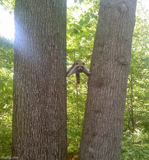 Raccoons between trees Blank Meme Template