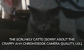 [Goofy ahh cat reveal that nobody asked for-] | THE SCRUNKLY CATTO [SORRY ABOUT THE CRAPPY AHH CHROMEBOOK CAMERA QUALITY, LOL] | image tagged in idk,stuff,s o u p,carck | made w/ Imgflip meme maker