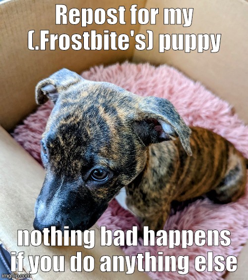 Repost for my (.Frostbite's) puppy; nothing bad happens if you do anything else | made w/ Imgflip meme maker