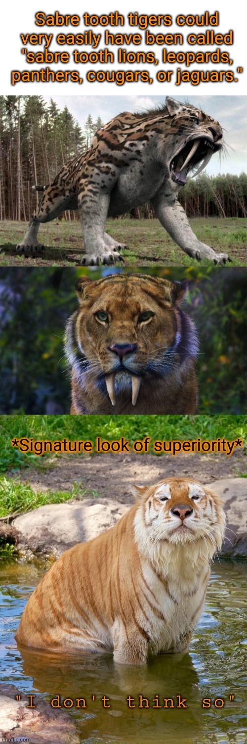 "Tigers are the best!" - Calvin | Sabre tooth tigers could very easily have been called "sabre tooth lions, leopards, panthers, cougars, or jaguars."; *Signature look of superiority*; "I don't think so" | image tagged in blank white template | made w/ Imgflip meme maker