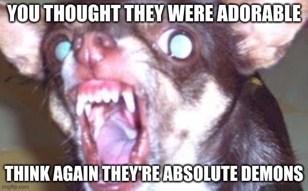 YOU THOUGHT THEY WERE ADORABLE; THINK AGAIN THEY'RE ABSOLUTE DEMONS | made w/ Imgflip meme maker