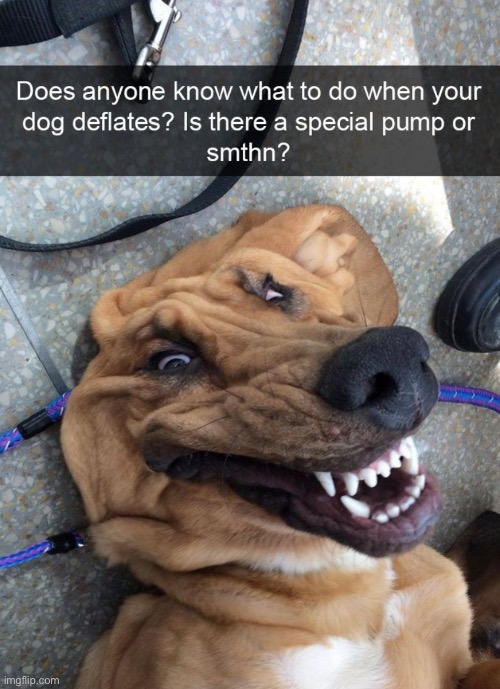 Please help the damn dog deflated | made w/ Imgflip meme maker