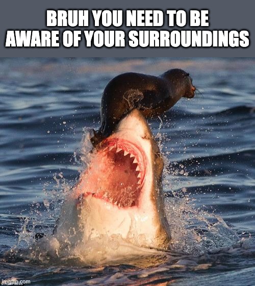Bruh you need to be aware of your surroundings | BRUH YOU NEED TO BE AWARE OF YOUR SURROUNDINGS | image tagged in memes,travelonshark,seal,shark,yummy,the most interesting dog in the world | made w/ Imgflip meme maker